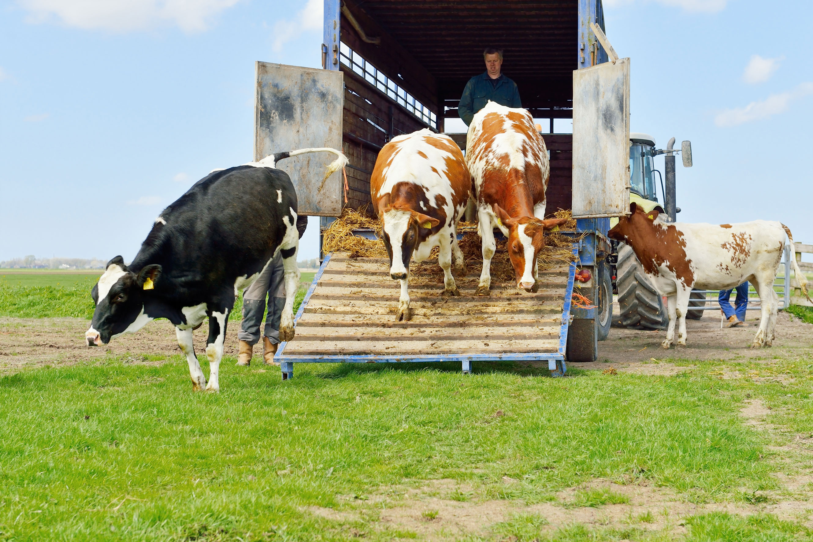 Livestock transport Livanta